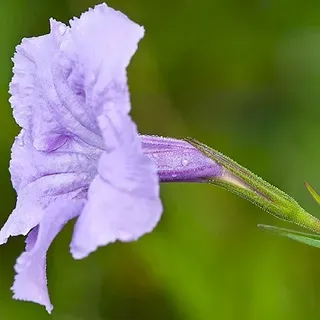 thumbnail for publication: Mexican Bluebell, Mexican Petunia